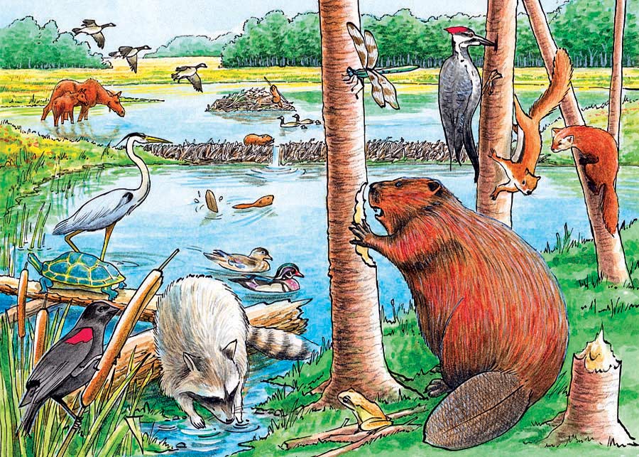 The Beaver Pond (Tray Puzzle)