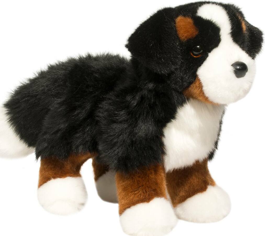 Stevie Bernese Mountain Dog