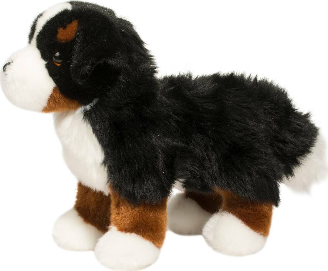 Stevie Bernese Mountain Dog