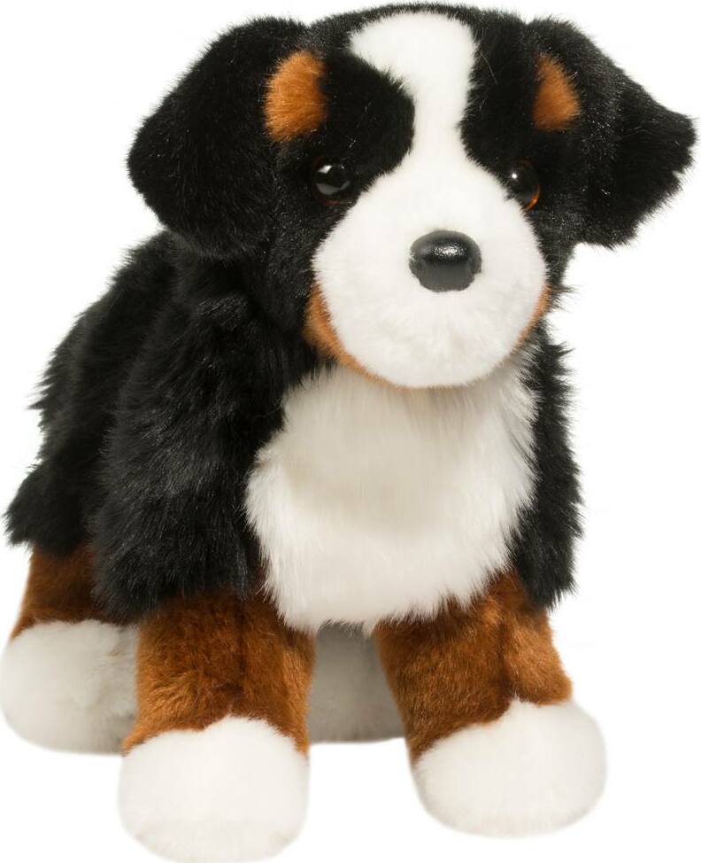 Stevie Bernese Mountain Dog