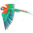 Colorful metal parrot model with red and green feathers on a white background