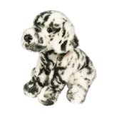 Mackay Dalmatian