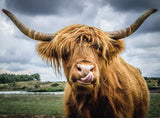 Moments: Highland Cattle - 300 Pieces Puzzle