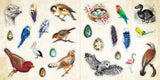 Set of bird stickers on a beige background
