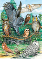 North American Owls (Tray Puzzle)