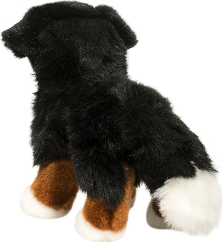 Stevie Bernese Mountain Dog