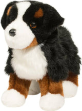 Stevie Bernese Mountain Dog