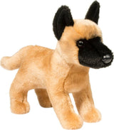 Klaus Belgian Malinois