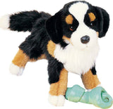 Trevor Bernese Mountain Dog