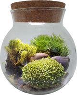 Moss Bowl