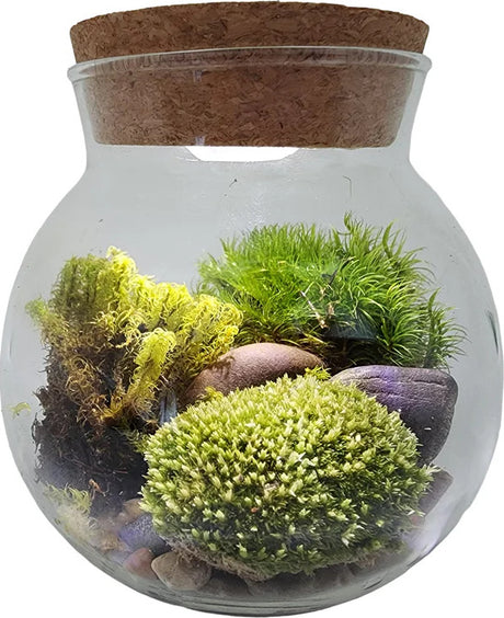 Moss Bowl