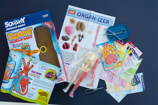 Smart Lab Squishy Human Body -Educational anatomy set with toy skeleton, labels, and books on a dark surface