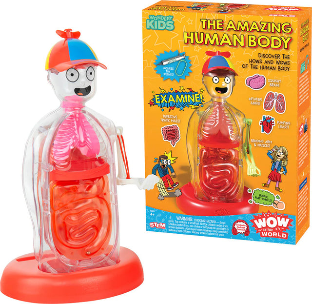 Toy figure of the human body with transparent torso, colorful packaging, and 'WOW! Kids' branding.