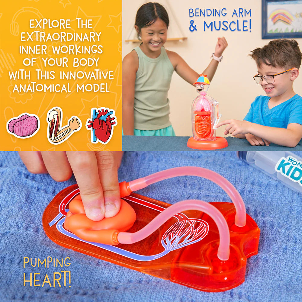 Anatomical model of a heart with children interacting, educational text on an orange background.