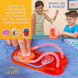 Anatomical model of a heart with children interacting, educational text on an orange background.