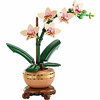 Mini Orchid