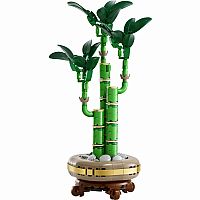 Lucky Bamboo