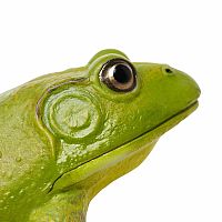 American Bullfrog