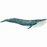 Blue Whale