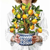 FreshCut Paper Pop Up Lemon Blossom Tree