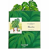 Monstera Plant Pop Up Card 