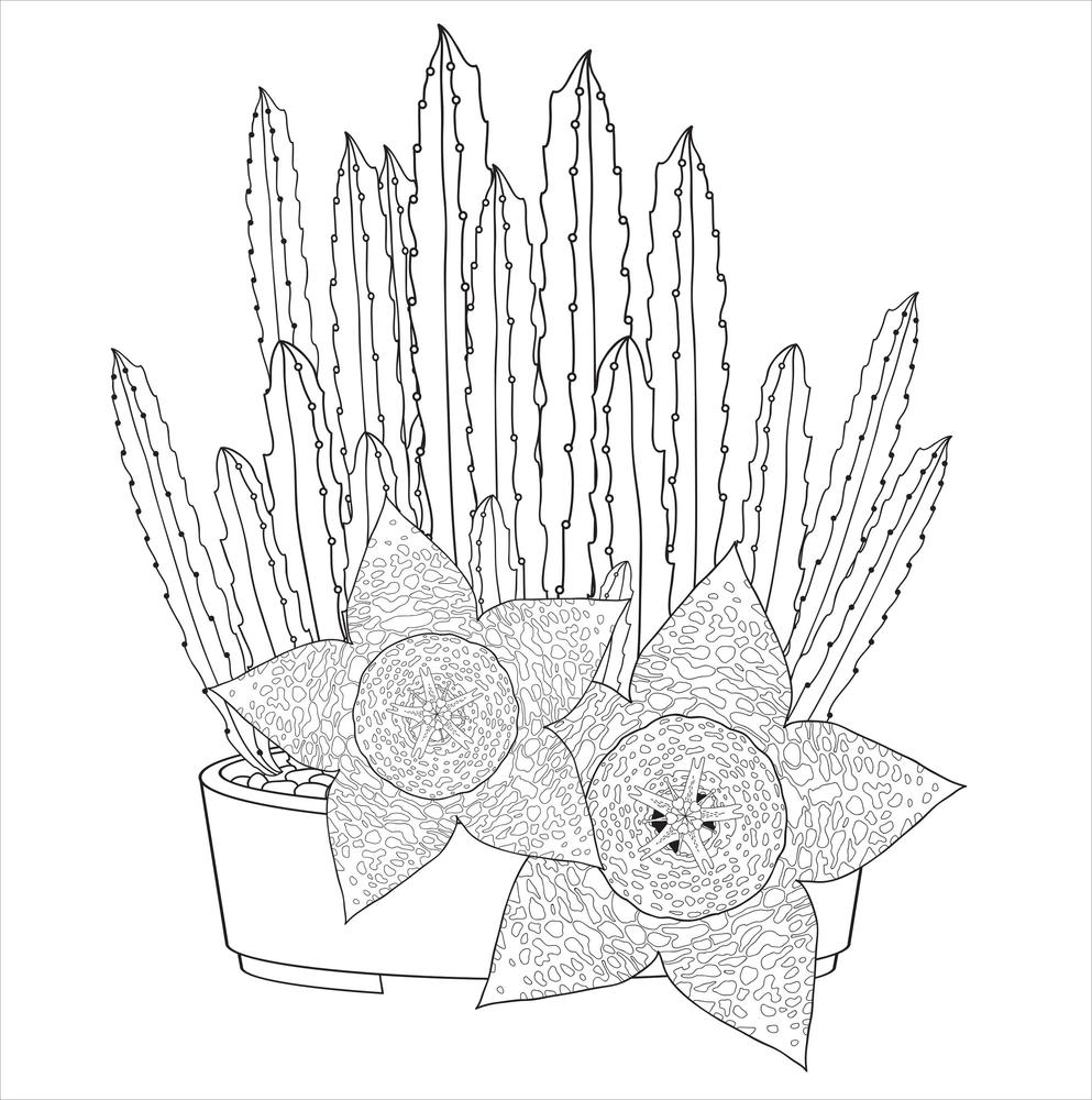Cactus & Succulent Adult Coloring Sheet Set