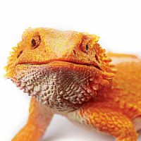 Bearded Dragon