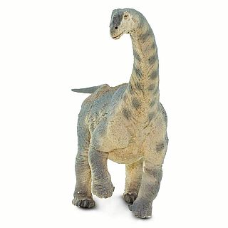 Camarasaurus 