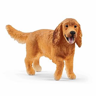 English Cocker Spaniel