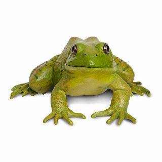 American Bullfrog