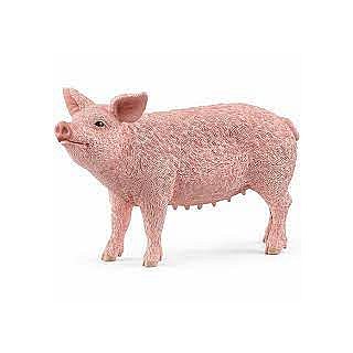 Pig 