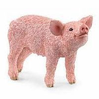 Pig 