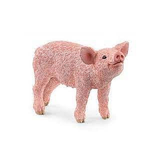 Pig 