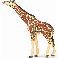 Giraffe with Head Raised