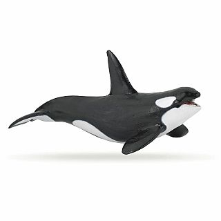 Killer Whale