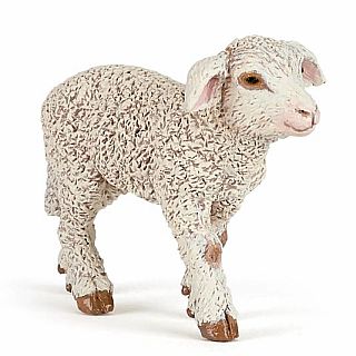 Merino Lamb 