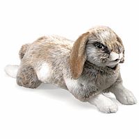 Holland Lop Rabbit