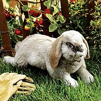 Holland Lop Rabbit