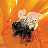 Mini Bee Finger Puppet