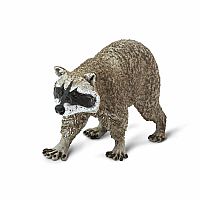 Raccoon 