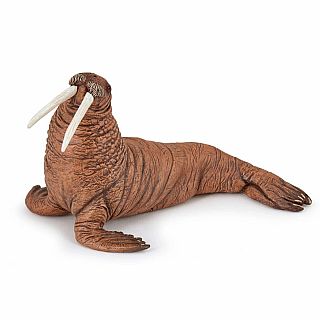 Walrus 